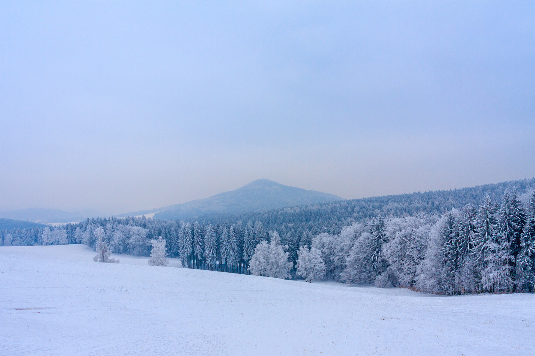 Ein verschneites Feld, im Hintergrund ist ein schneebedeckter Wald zu sehen