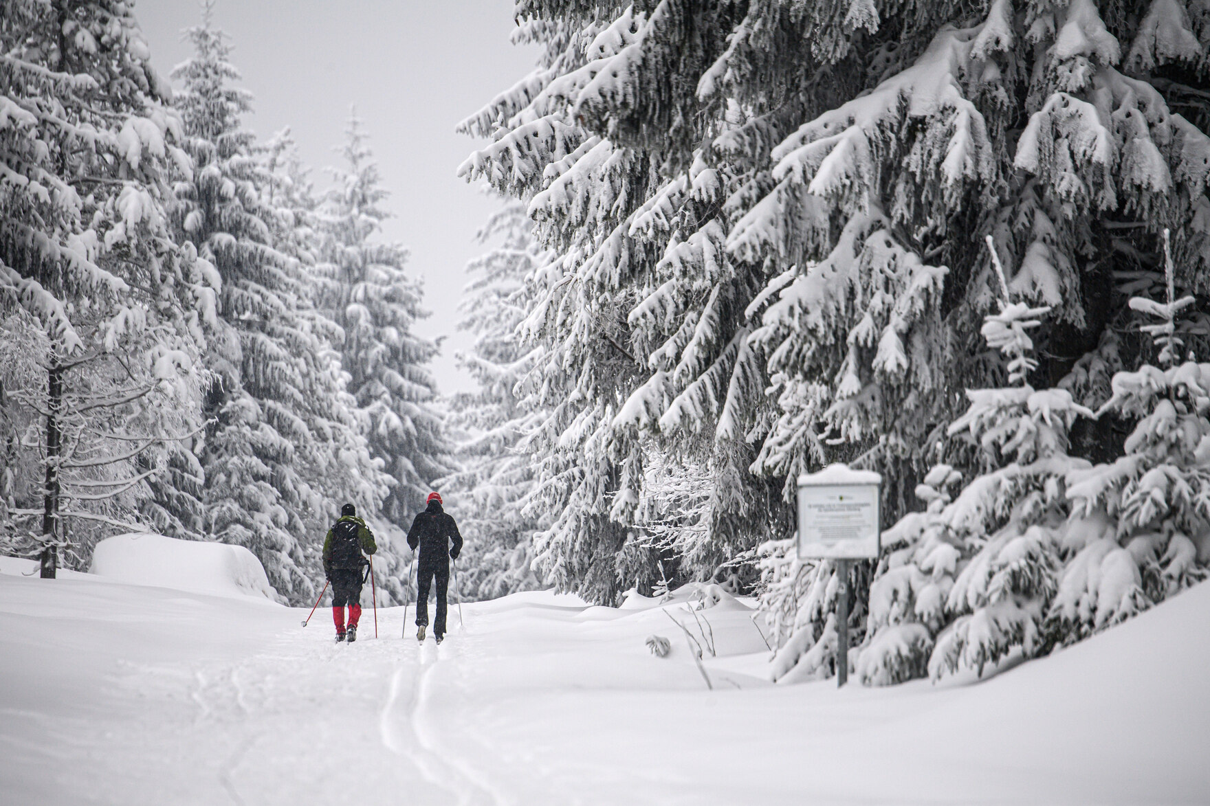 Zwei Langläufer fahren durch einen verschneiten Wald.